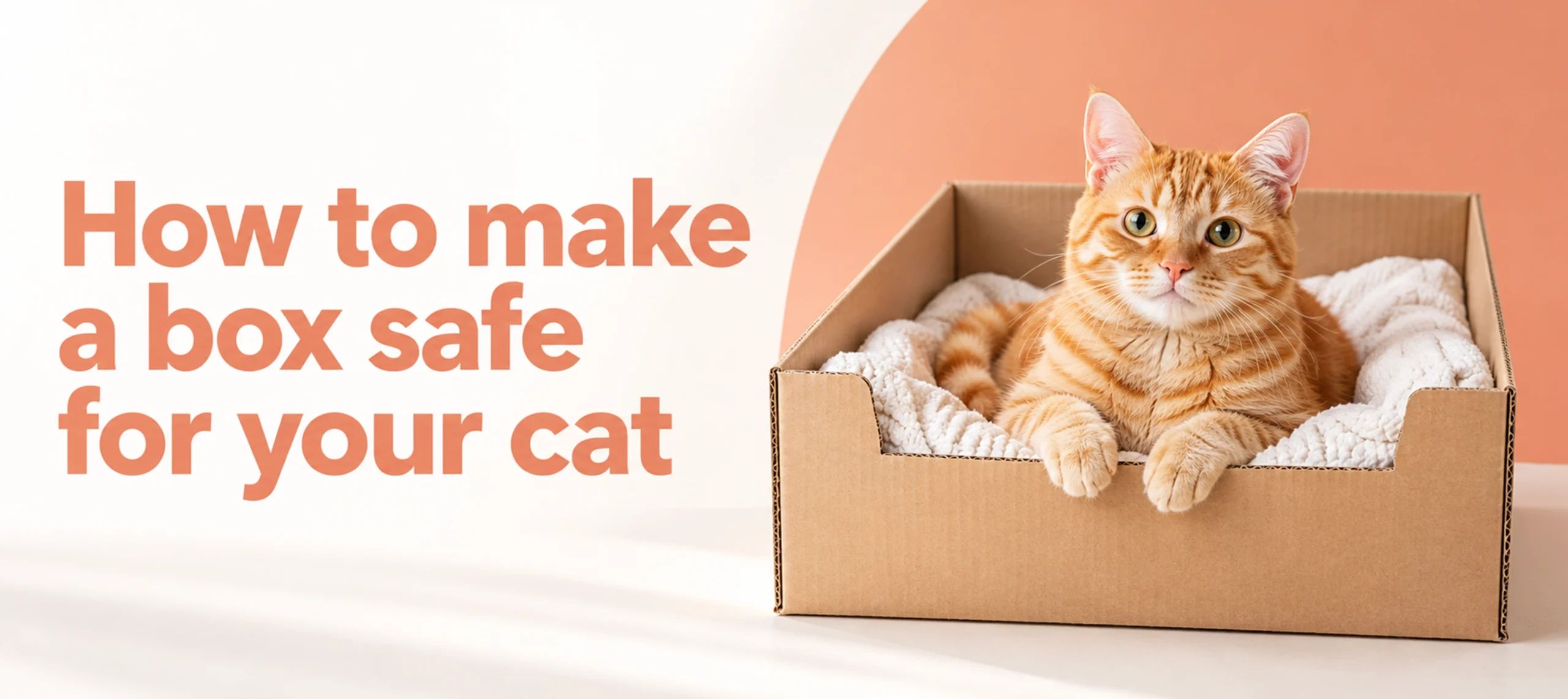 How to make a box safe for your cat